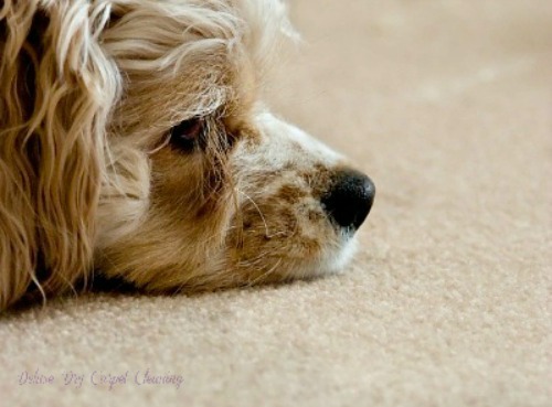 dry carpet cleaning service Urmston